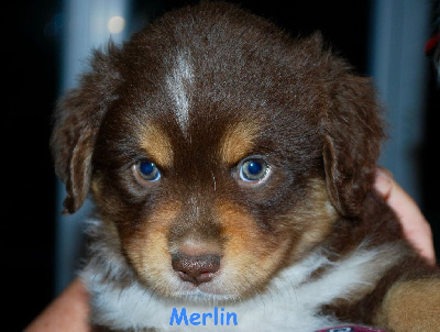 MERLIN