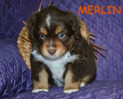 MERLIN