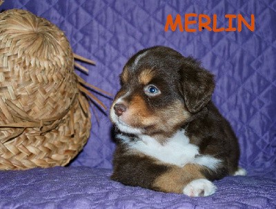 MERLIN